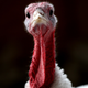 Image for article titled CDC Tells Americans to Not Travel for Thanksgiving as Trump's Festering Paw Loosens Its Grip